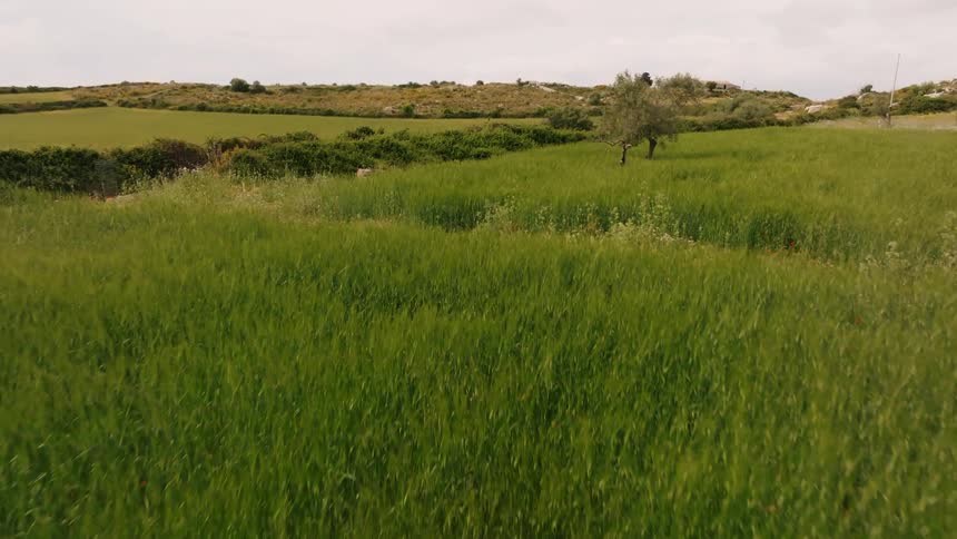 A long field covered in tall grass