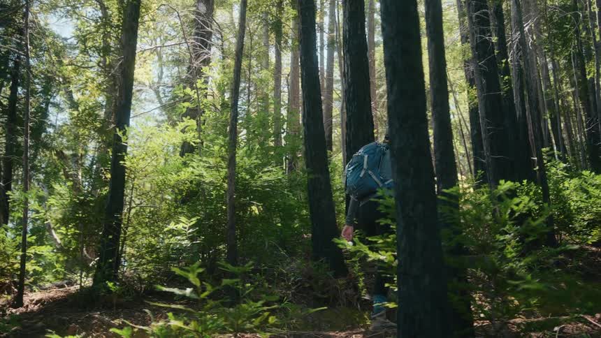 Woman hikes along path through woods