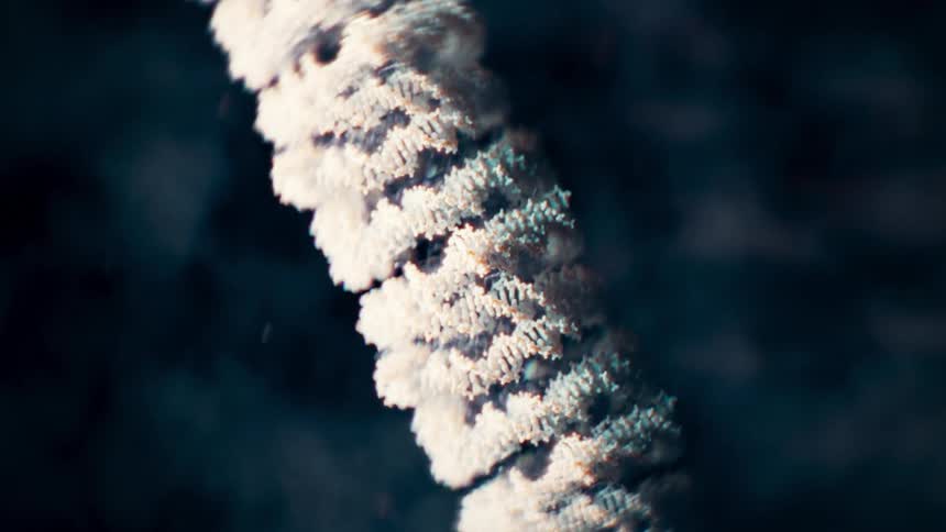 Close up of Nucleosome(DNA + Histone)
