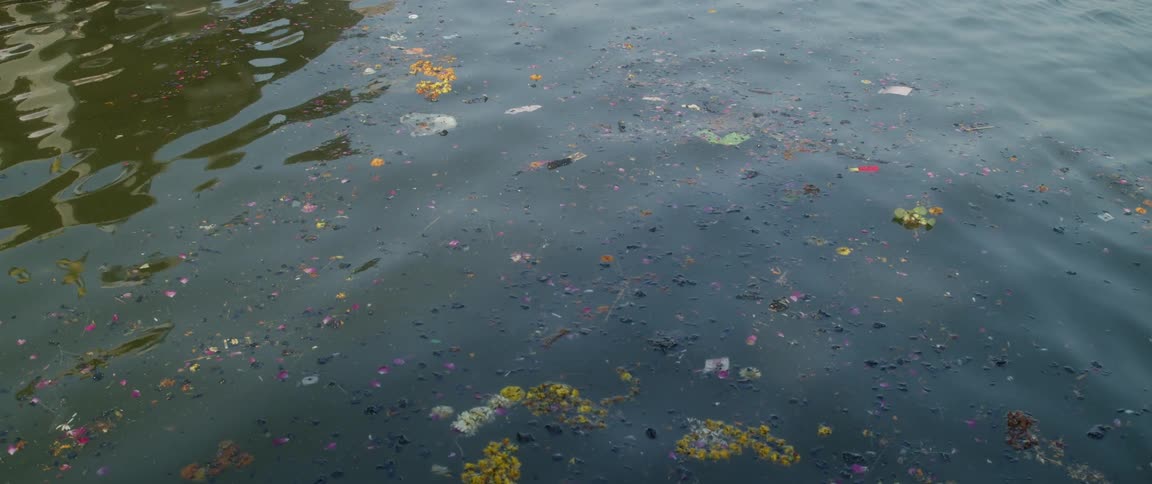 A close up view of water with flower petals and plant material floating on the surface