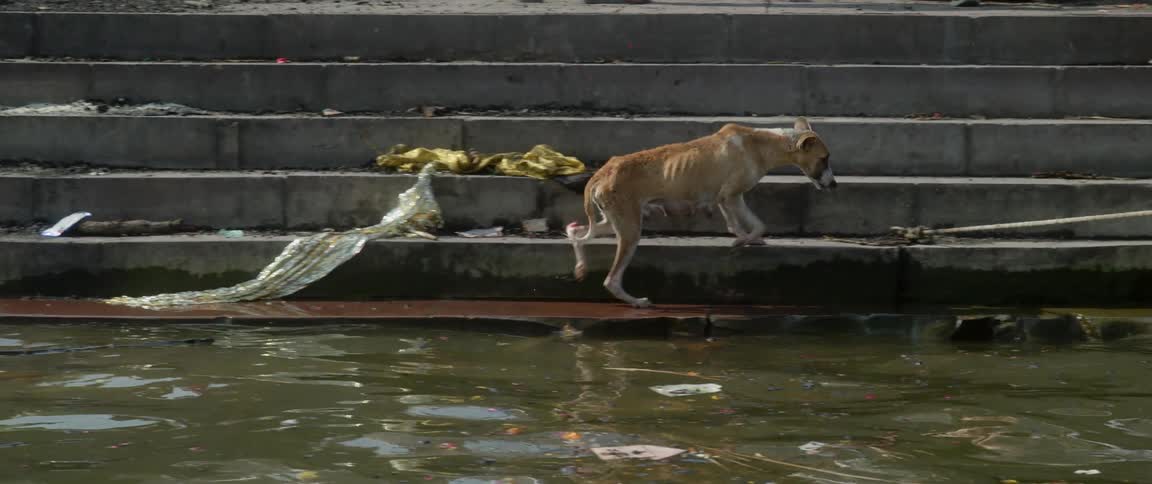 A dog with its rib cage prominent because he is starving walks across a set of stairs among strewn garbage