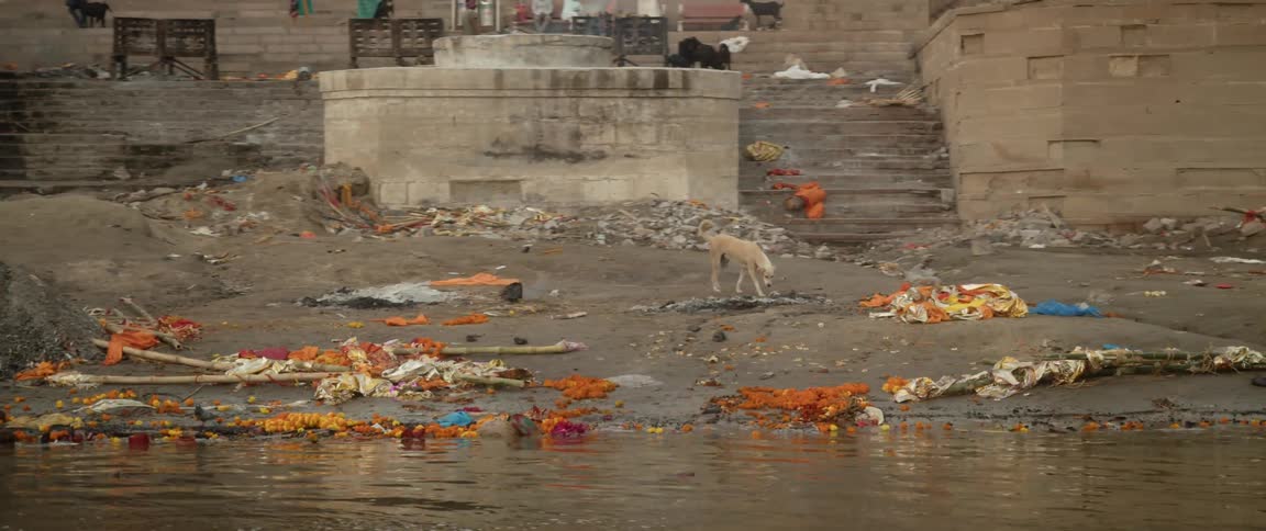 A dog walks through trash littered along a riverbank