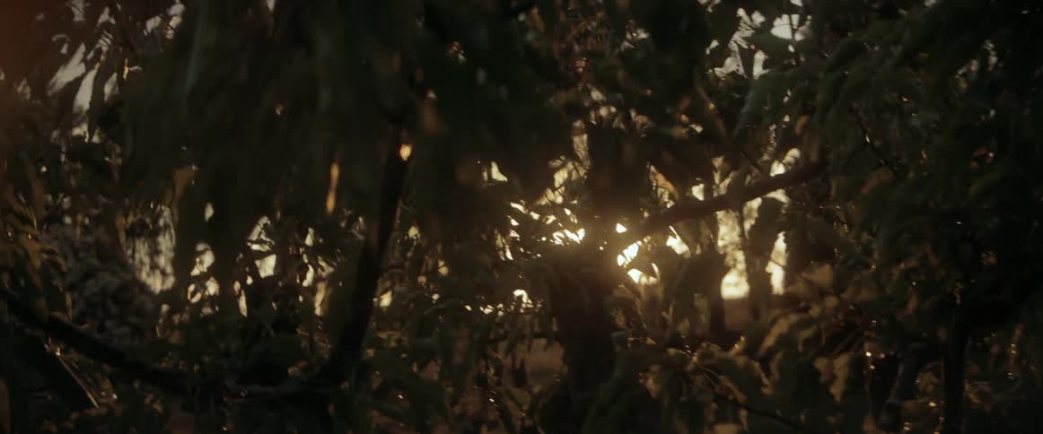 The sun shines brightly through tree branches in the woods