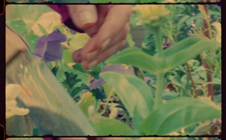 Person gardens in raised garden bed using a bladed tool