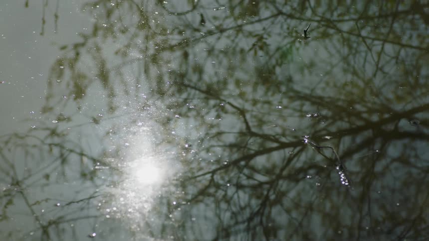 Sunlight shines on the water as the reflection of a tree ripples and moves