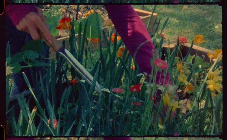 Woman in purple shirt tends to flowers in the yard