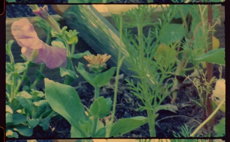 A close up of a woman using tool sin her flower garden in a garden bed
