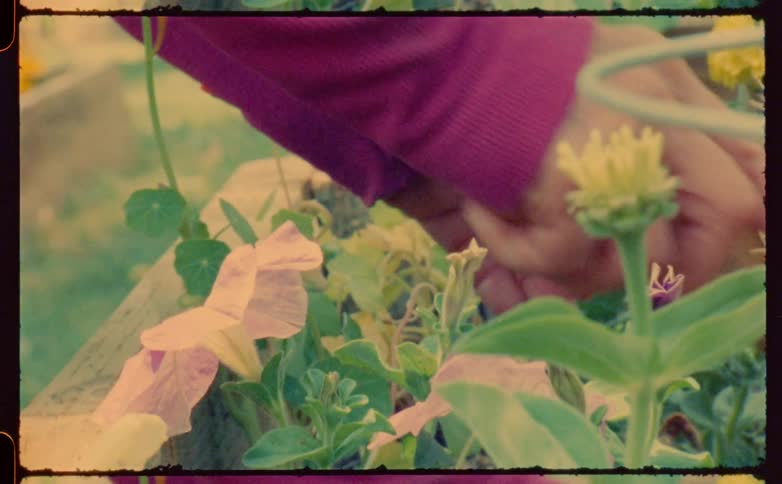 A person is gardening with a tool