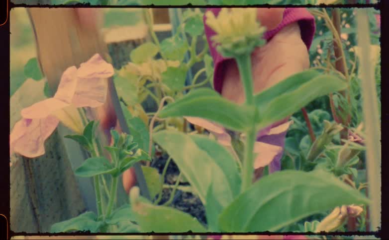 A pair of hands uses a trowel in a forceful manner to care for plants in a planter