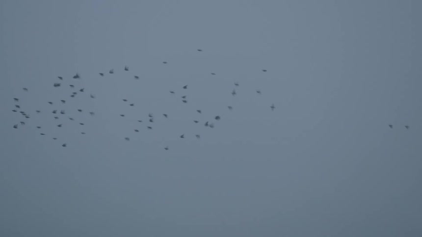A flock of birds fly over trees in a hazy sky