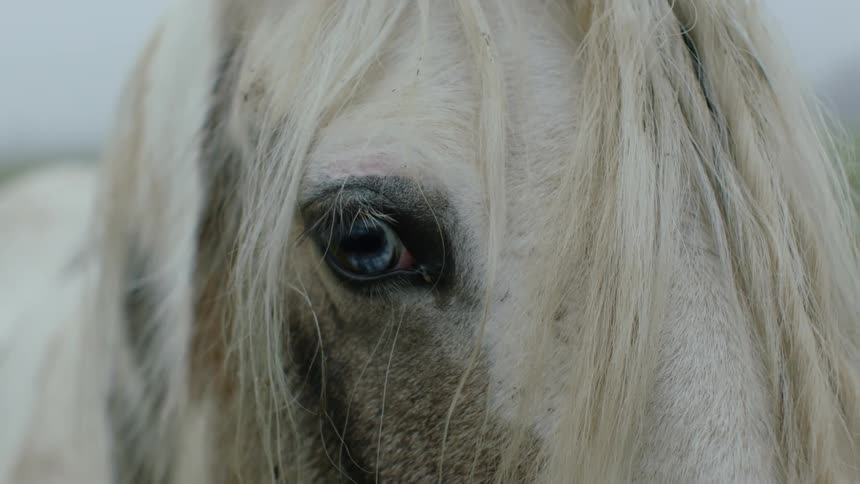 A white horse with Blue eyes in close up
