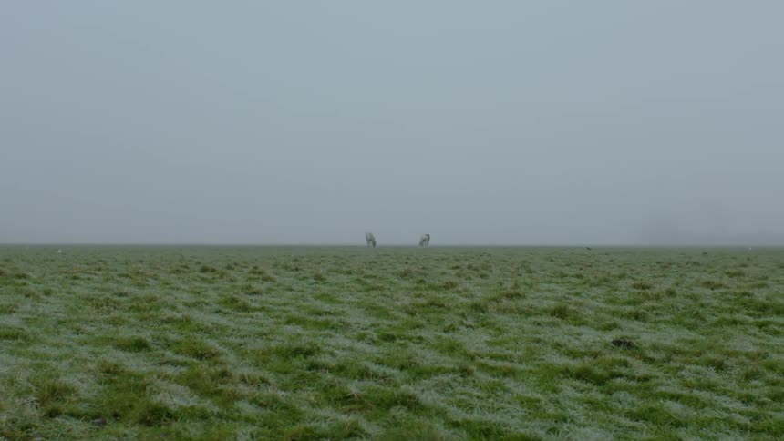 Horses graze on grassland on foggy overcast day