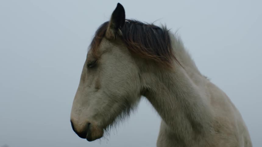 Low angle of horse on misty day
