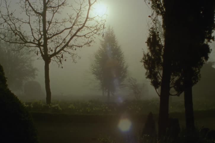 Trees stand on the roadside as the sun shines through a smoke filled sky