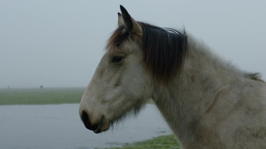 The horse is standing by the water