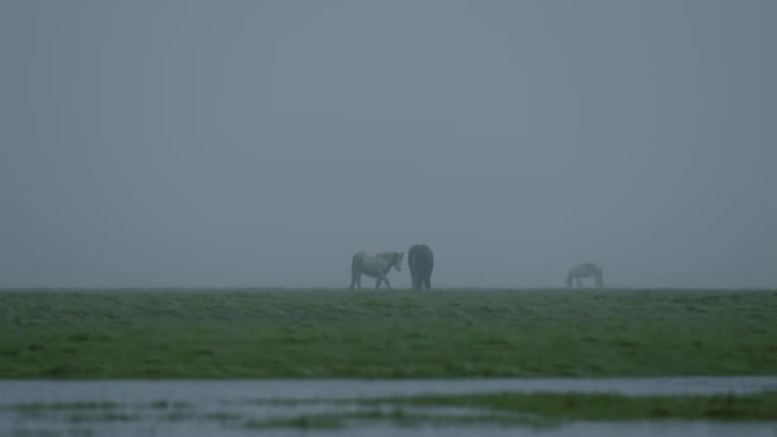 Horses walk through the mist