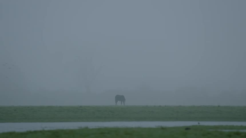A horse grazes in a misty field