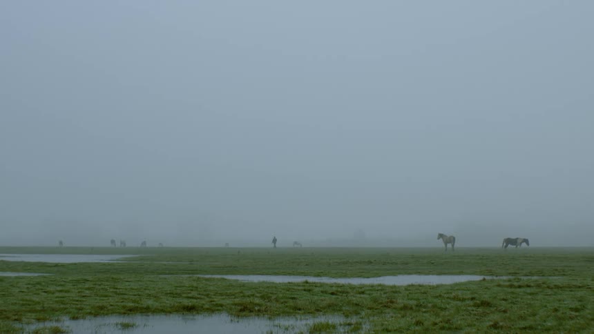 tiny figure walks through field of horses in the mist