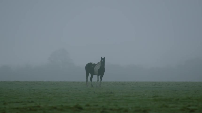 Lone horse standing in a grass field under the morning mist