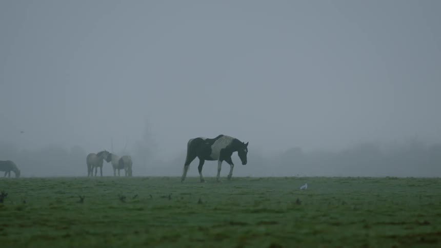Horse walking over a green grass field under the morning mist
