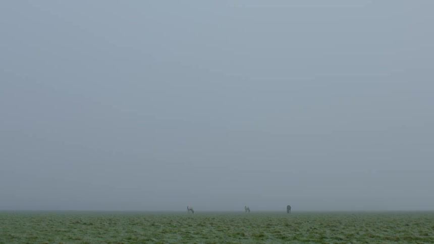 distant horses graze in the mist
