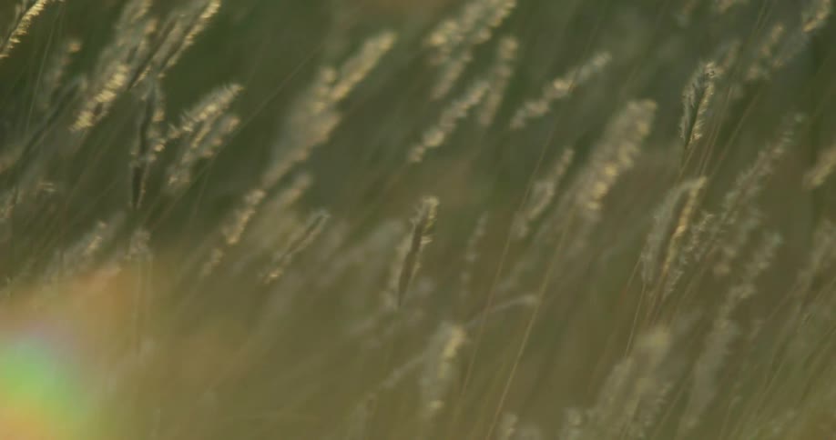 Close up of grass swaying in the wind