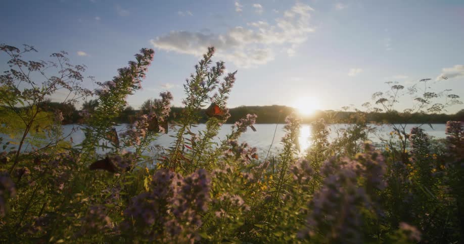 A bird lands on plants along a lake