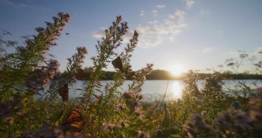 Red butterflies flying around lavender flowers near a lake at morning