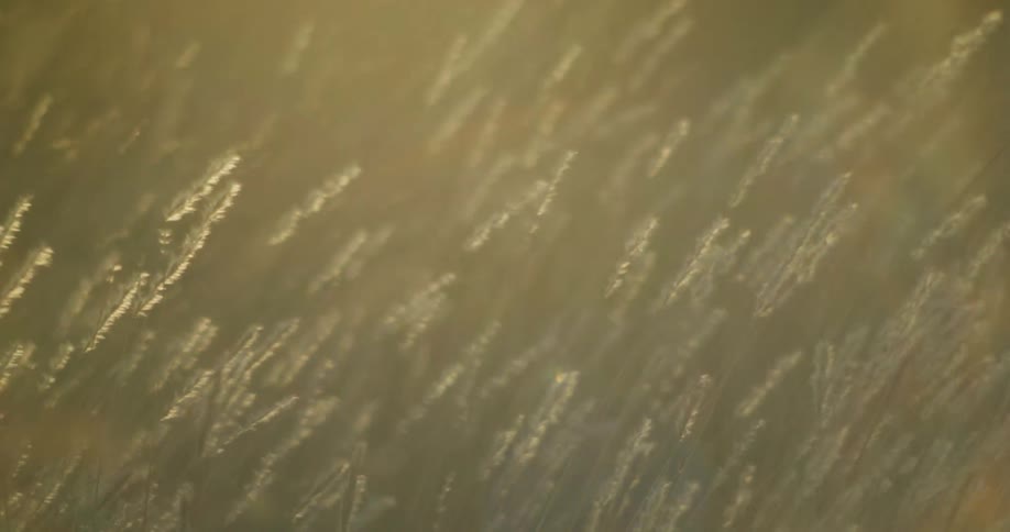 Close up of grass swaying in the wind