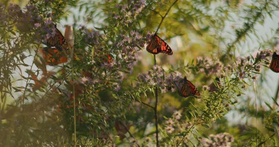Red butterflies hanging from wild lavender herbs in the morning