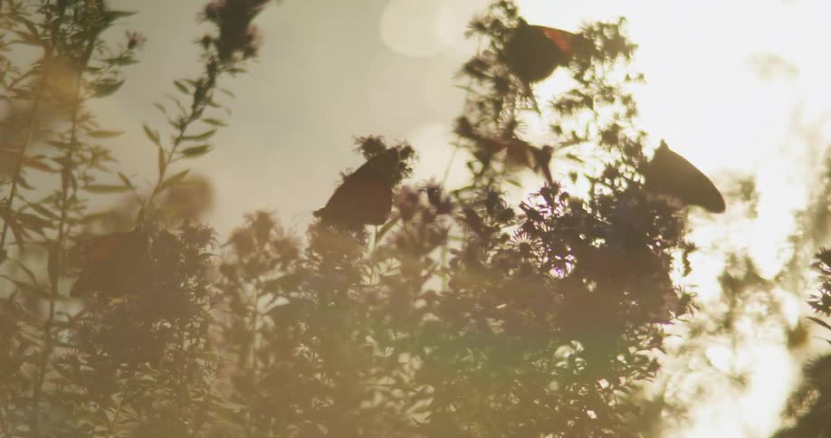A bird flies back and forth on plants near a lake