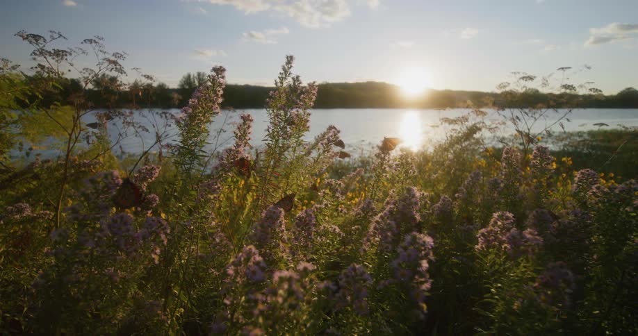 Butterflies flying over a field of wild lavender flowers next to a lake at morning
