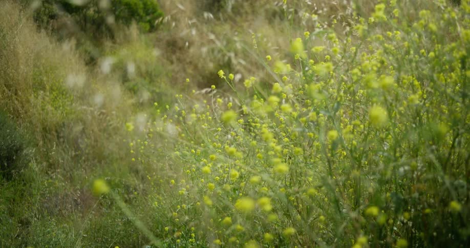 The sun shines upon flowers on a grass covered hillside as they sway in the breeze