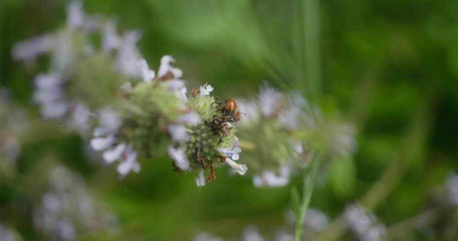 Ladybug sits on purple flower
