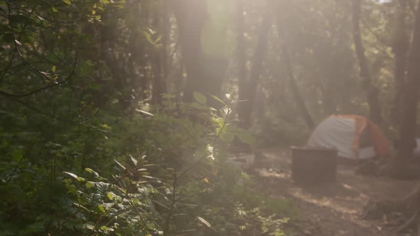 A plant in a forest in front of a tent in a clearing