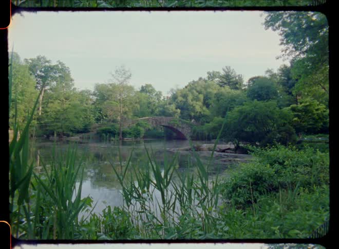 Placid pond surrounded by lush green vegetation at morning caught on vintage film