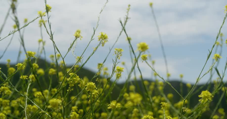 Wind blows the flowers on the field