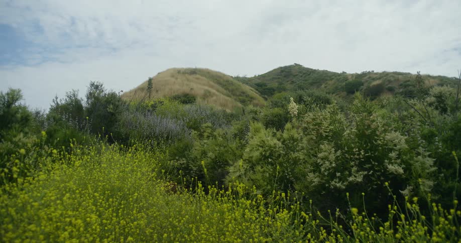 Wildflowers fill meadow at foot of hill under a cloudy sky