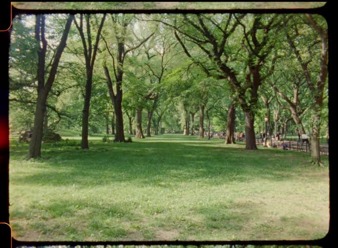Trees lined in a row in a park on a sunny day while people sit on the benches and walk on the sidewalk