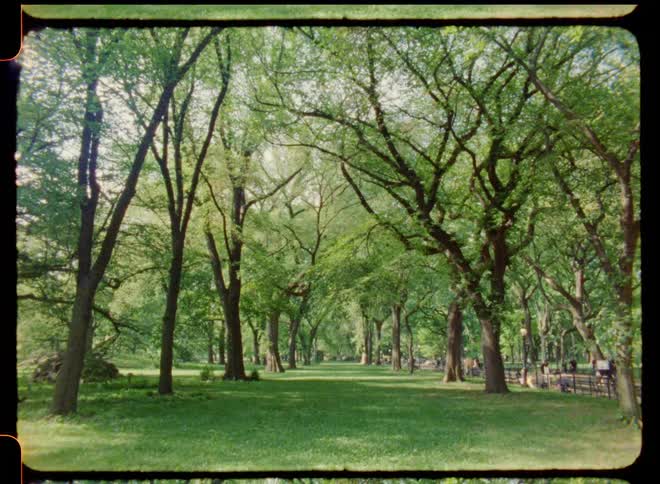 A park with a row of trees and lush green grass as people walk on the walkways