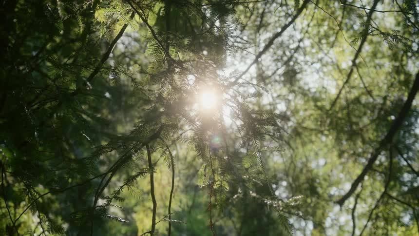 The sun shines brightly through tree branches in the woods