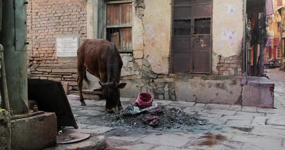 An ox eats from a pile of garbage in the middle of a street