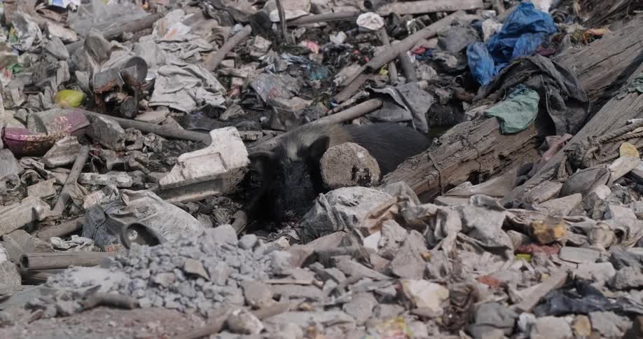 A pig sits in piles of rubble