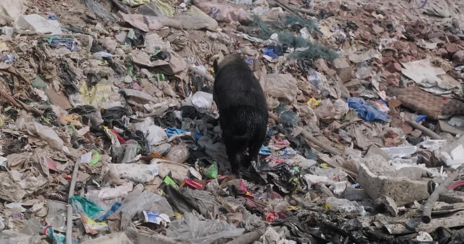Shadow of flying bird crosses over pig walking up refuge strewn slope