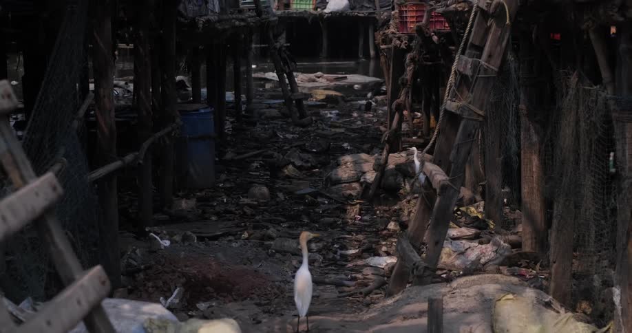 A crane and other birds standing on piles of trash covering an alley in a slum above a river