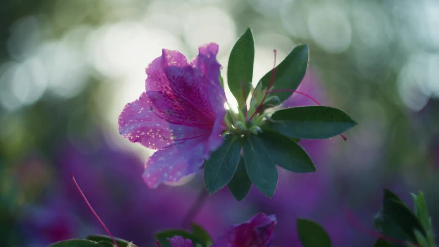 A purple flower in bloom