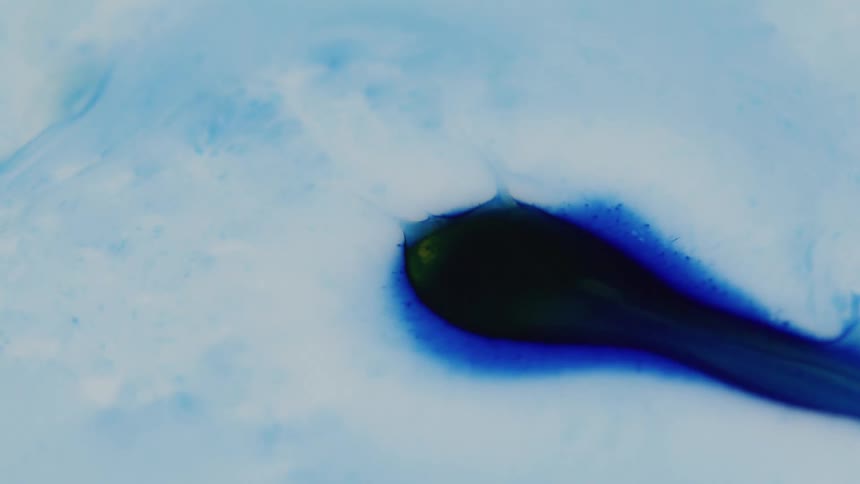 Blue and yellow paint dilutes into surrounding liquid