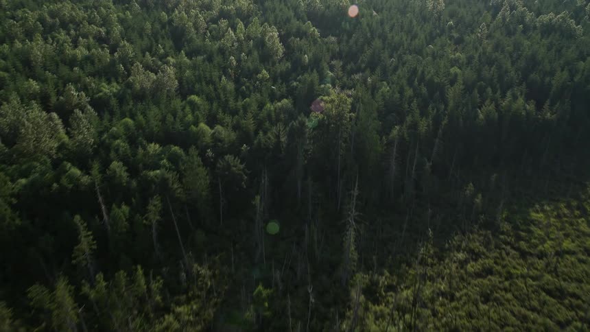 Bird's eye view of a clear cut area with power lines evergreen trees and the sunshine peeking through in King County Washington