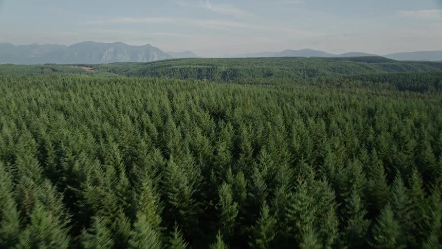 Aerial footage showcases the contrast between a large evergreen forest and a clear cut area in King County Washington