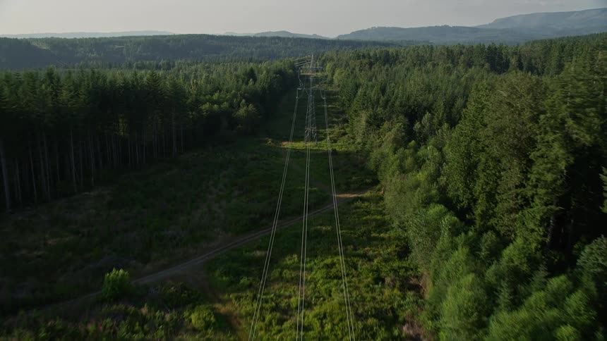 Following power lines cut through a sunlit forest in King County Washington as the camera flies overhead